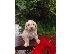 PoulaTo: Labradoodle F1